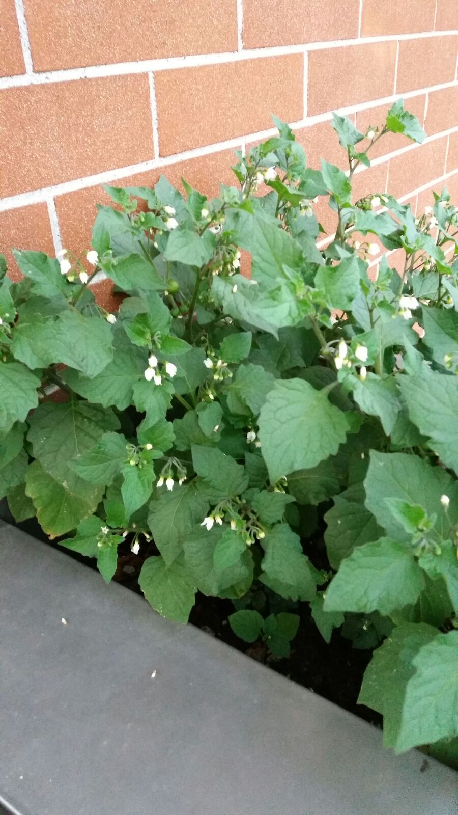 Solanum nigrum